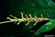 Young larvae of pinkstriped oakworm