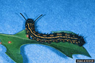 Close up of mature orangestriped oakworm caterpillar