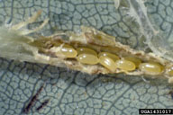 Eggs of yellow-poplar weevil (revealed by dissection) in leaf vein