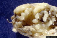 Bagworm eggs dissected out of female inside case