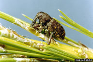 Adult of the pales weevil