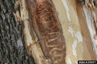 Larval galleries of emerald ash borer.