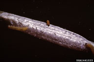 Silvery egg mass of the western spruce budworm on needle