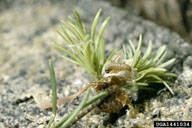 Very young larva of western spruce budworm feeding on new foliage