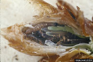 Very young larva of western spruce budworm feeding in bud