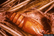 Pupae of the western spruce budworm