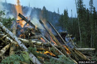 Burning of logging slash after felling infested trees is intended to limit spruce beetle outbreaks
