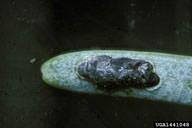 Eggs of western spruce budworm parasitized by the egg parasitoid