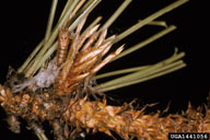 Skin of emerged pupa