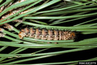 Older larvae of Pandora moth