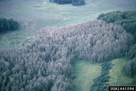 Aerial view of area defoliated by large aspen tortrix