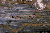 A common predator of the pine engraver beetle