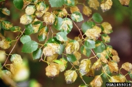 Close up of damage on branch heavily mined by birch leafminer