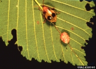 Female of larger elm leaf beetle with egg mass