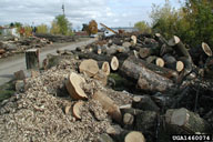 Tree removal was tried, unsuccessfully, as a means to eradicate emerald ash borer populations. 