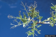 Feeding of fall cankerworm