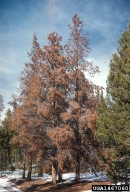 Lodgepole pines killed by mountain pine beetle