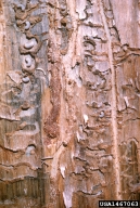 Larvae of mountain pine beetle in their galleries