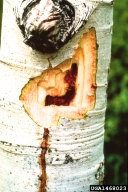 Internal appearance of poplar borer damage, with bark cut open