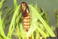 Pupa of spruce budworm