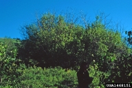 Clump of willow showing branches defoliated by imported willow leaf beetle