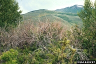 Willows in natural habitat killed by oystershell scale