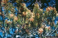 Damage from lodgepole needleminer