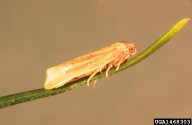 Adults (two forms with different color patterns) of the sugar pine tortrix