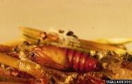 Pupa of the sugar pine tortrix