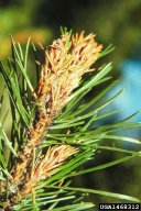 Needles that have been clipped and webbed together by sugar pine tortrix larvae