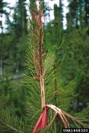 Tunnels of western pine shoot borer in lodgepole pine