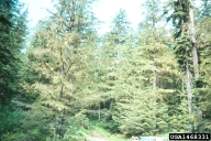 Defoliation of a western hemlock stand by western hemlock looper