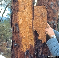 Galleries of western pine beetle in ponderosa pine