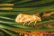 First instar larva of European pine shoot moth