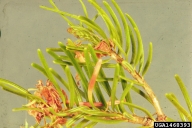 Needle feeding damage caused by older larvae of spruce budworm