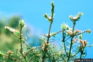 Nest of mature spruce budworm larvae