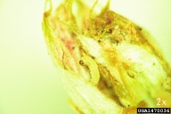 Larva of oak leafroller