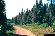 Damage to stand of host trees by spruce budworms (browning)