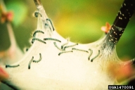 Young larvae of forest tent caterpillar on a small web