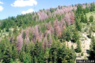 Douglas-fir killed by Douglas-fir beetle