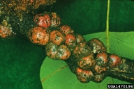 Group of mature female tuliptree scales on twig of host