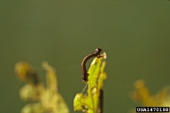 Young larva of fall cankerworm