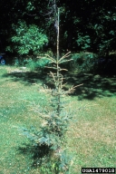 Damage to white spruce from yellowheaded spruce sawfly