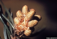 Young larvae of jack pine budworm, feeding on male flower of host plant