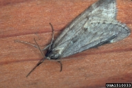 Male adult of fall cankerworm