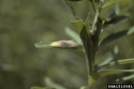 Cocoon of poplar tentmaker