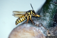 Adult red oak clearwing borer