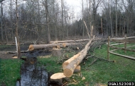 Tree removal was tried, unsuccessfully, as a means to eradicate emerald ash borer populations. 