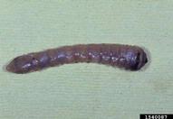 Larva of banded hickory borer