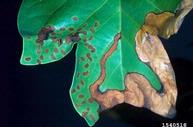 Larval mine of yellow-poplar weevil